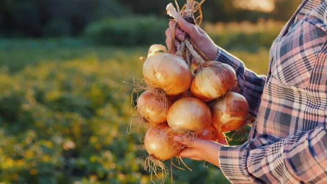 Side view: Farmer holds a braid of ripe onion
