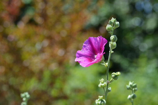 Rose tr&eacute;mi&egrave;re pourpre sur fond flou