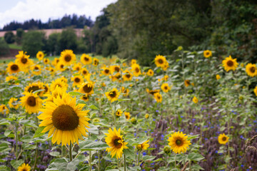 Beautiful sunflower field with bright colors