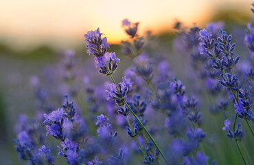 Lavender flowers field at sunset closeup. Lavender violet background