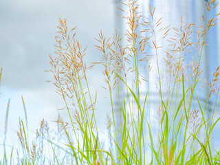 Glass facade green grass