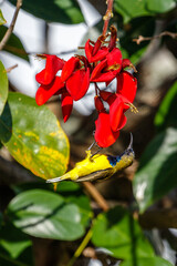 Male Olive-Backed Sunbird or Yellow-Bellied Sunbird (Cinnyris jugularis) sitting on blooming red Erythrina, Tiger's claw or Coral tree. Bali, Indonesia. Vertical image.