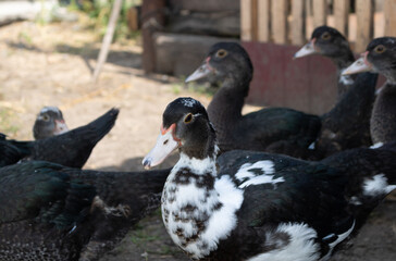 Big beautiful beautiful fatted black and white muscovy duck outdoors in the yard on a bright sunny summer day. The concept of the production of poultry meat, chicken meat and eggs.