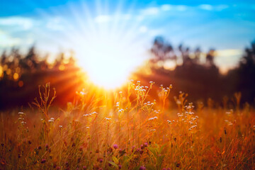 Orange sunset in a wild field, blurred blue sky with yellow sunlight passing through plants and...