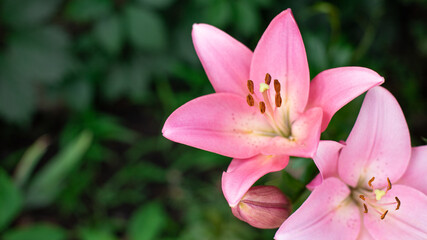 pink blooming lilies on a background of green foliage in the garden. copy space. selective focus. banner