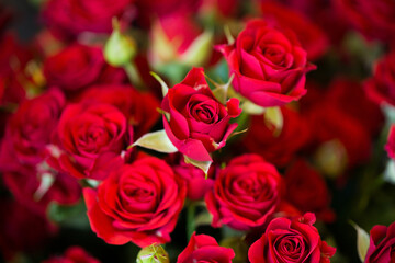flowers rose background