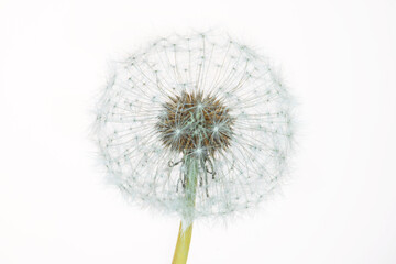 Head of a dandelion on a white background. Studio shooting.