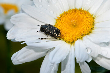 Obraz premium A chamomile flower with raindrops with a beetle sitting on it.