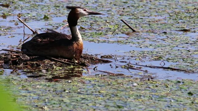 Lo svasso maggiore , uccello della famiglia dei Podicipedidi. italia settentrionale