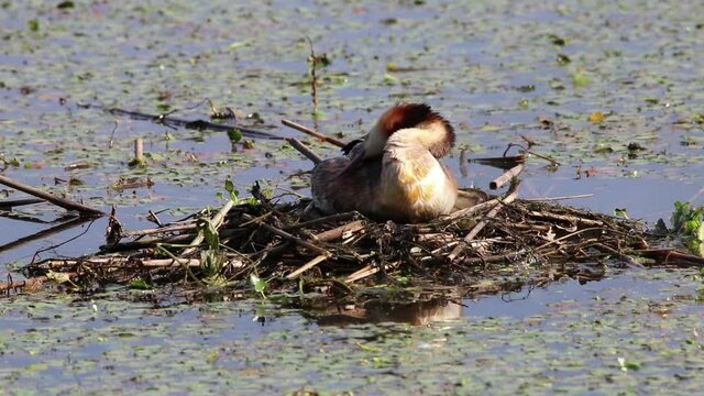Lo svasso maggiore , uccello della famiglia dei Podicipedidi. italia settentrionale