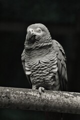 portrait of a black parrot