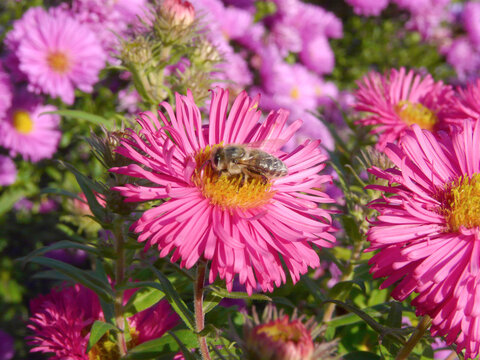 hardworking bee on beautiful flower