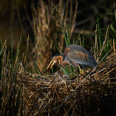 wildlife photo of a purple heron (Ardea purpurea) feeding the chick