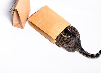 Cat sitting in a paper, craft bag, box. The concept of delivery