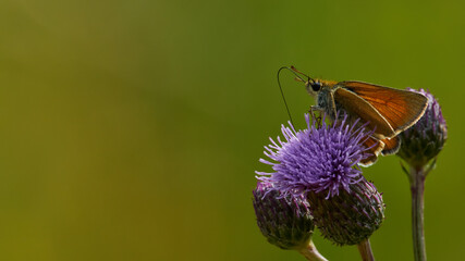 wildlife photo of a small skipper (Thymelicus sylvestris)