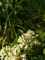 nature and plants on the river 