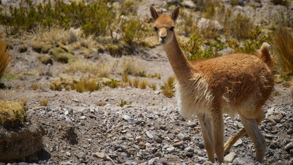 wildlife photo of a Vicuna (Vicugna vicugna)