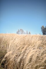 Obraz premium fields in austrian countryside