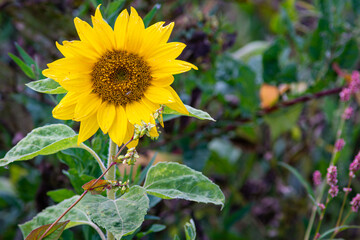 Beautiful sunflower field with bright colors