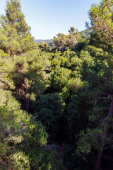 A gorge  overgrown on the slopes of the forest in the public Nesher Park suspension bridges in Nesher city in northern Israel