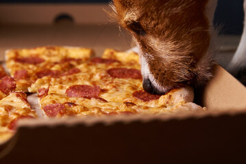 Jack russell terrier puppy eat pizza. Unhealthy food and dog. Pet nutrition