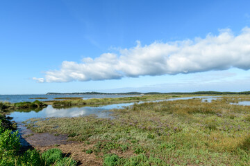 BASSIN D'ARCACHON (France), les prés salés de Lège et Arès