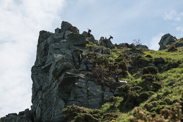 Feral goats at Valley of Rocks cliff coastal path near Lynton Devon UK