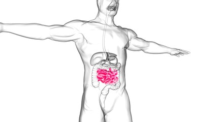 Small Intestine 3D Illustration Human Digestive System Anatomy