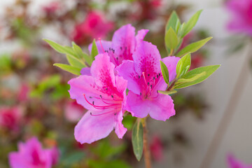 Azalea (Rhododendron) with pink fuscia flowers