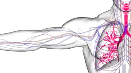 Lungs Human Respiratory System Anatomy For Medical Concept 3D Rendering