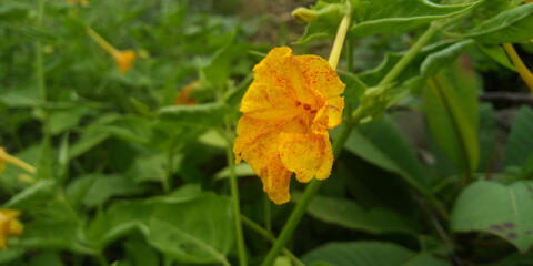 Obraz premium yellow flower in the grass