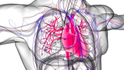 Lungs Human Respiratory System Anatomy For Medical Concept 3D Rendering