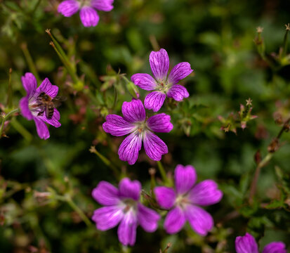 Light Pink geranium flowers in summer cottage garden
