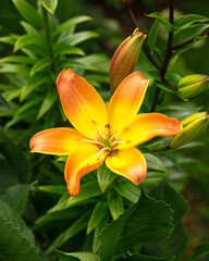 beautiful orange lily flowers in summer garden