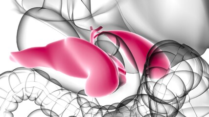 Gall Bladder Human Digestive System Anatomy 3D Rendering