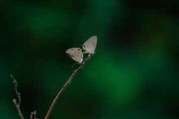 butterfly on a leaf