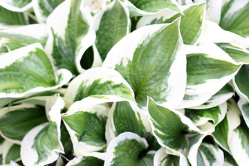 Obraz premium Green leaf texture. Leaf texture background. Flat lay, nature concept, tropical leaf.