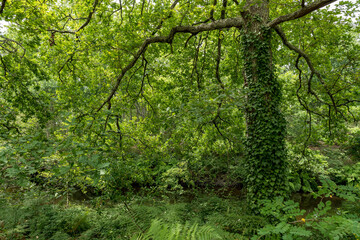 GUJAN MESTRAS (Bassin d'Arcachon, France), parc de la Chêneraie