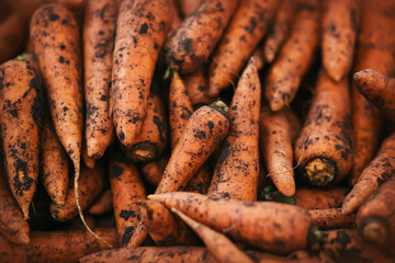 A rich harvest of ripe delicious carrots, which were recently dug out of the fresh earth, has been collected. Agricultural industry.