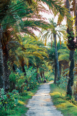 Obraz na płótnie Canvas road in the jungle