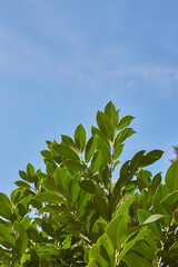 leaves on sky