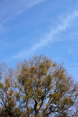 tree on sky