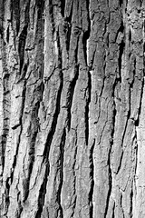 bark closeup texture