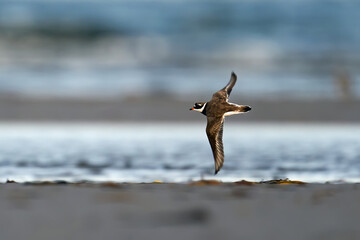 Common ringed plover (Charadrius hiaticula)
