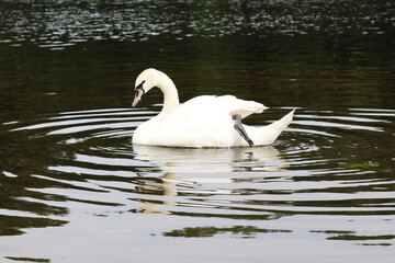 Naklejka premium The Beautiful White Swan is Swimming in the Pond
