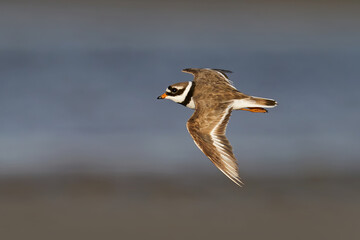 Common ringed plover (Charadrius hiaticula)