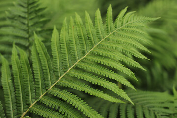 The Big Green Fern Background