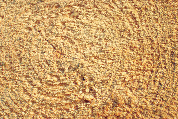 The cross saw saw with a chainsaw of the tree tree. Annual tree rings. Ends of logs of firewood.