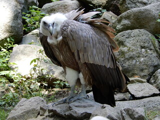 vulture in the zoo