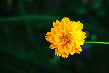 A beautiful close up of yellow flowers Beautiful blur background